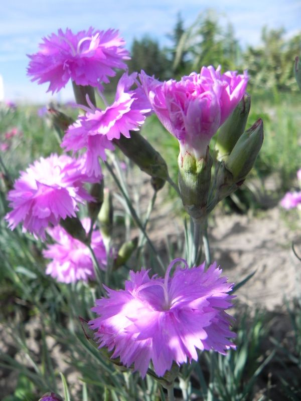Dianthus plumarius ‘Double Rose’