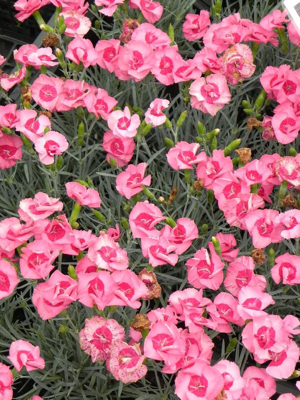 Dianthus plumarius ‘Angel of Hope’