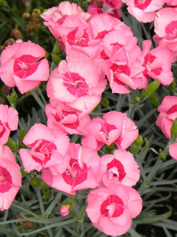Dianthus plumarius ‘Angel of Hope’