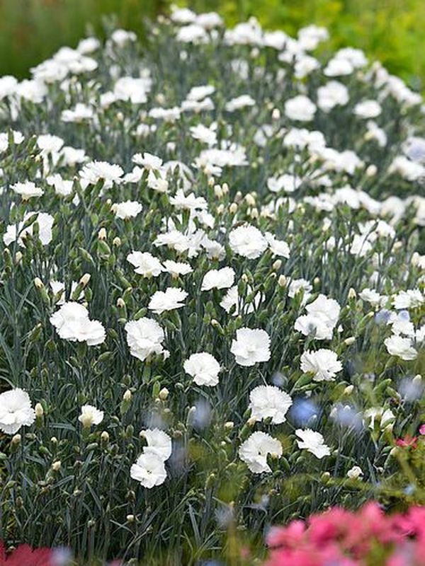 Dianthus plumarius ‘Angel of Purity’