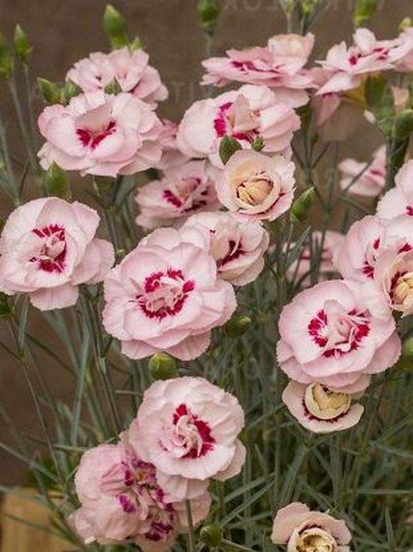 Dianthus plumarius ‘Angel of Virtue’