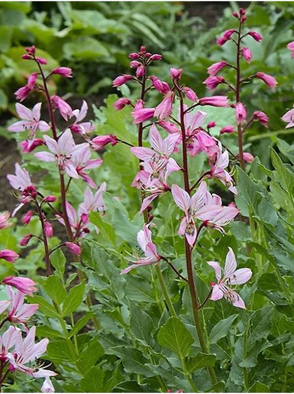 Dictamnus albus ‘var. purpurascens’