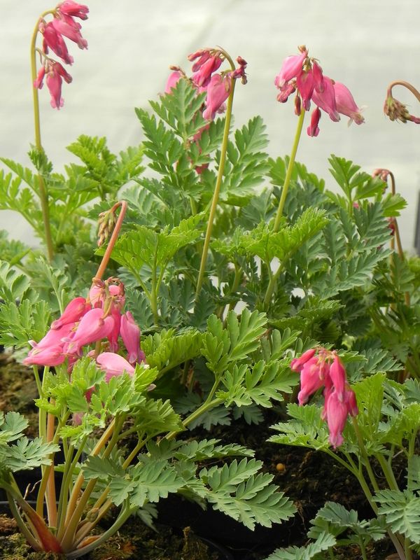 Dicentra formosa ‘Luxriant’