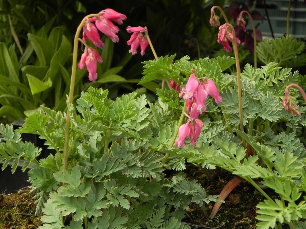 Dicentra formosa ‘Luxriant’