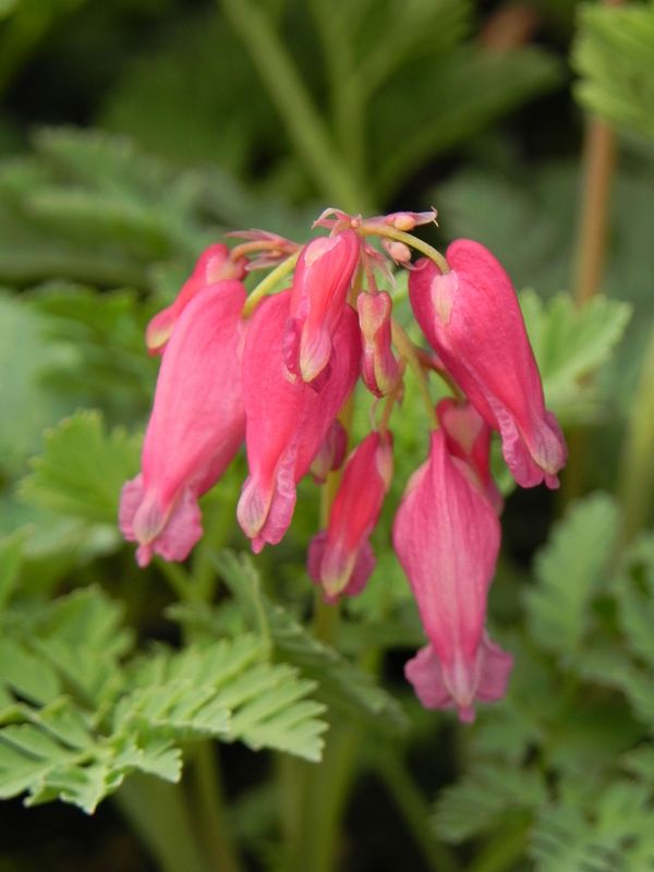 Dicentra formosa ‘Luxriant’