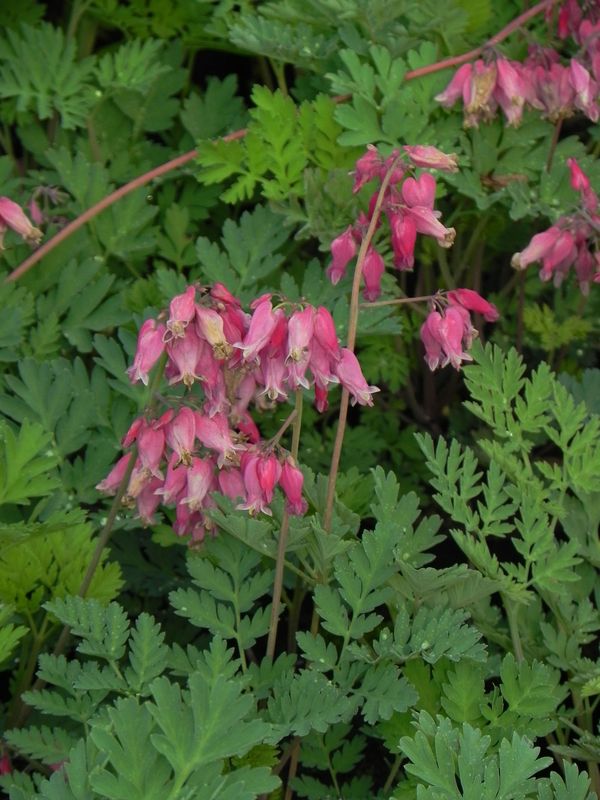 Dicentra formosa ‘Luxriant’