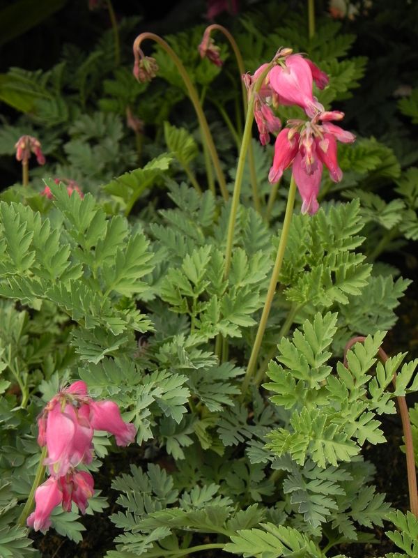 Dicentra formosa ‘Luxriant’