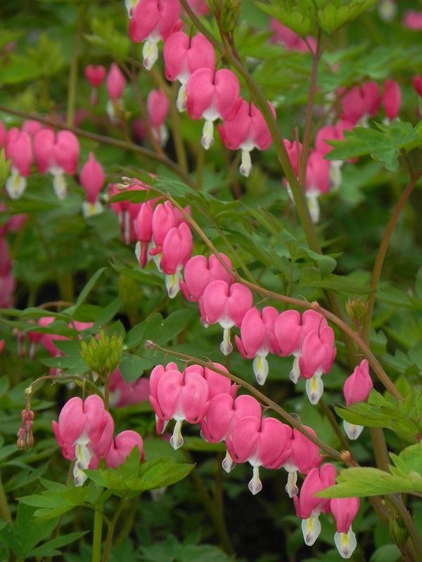 Dicentra spectabilis