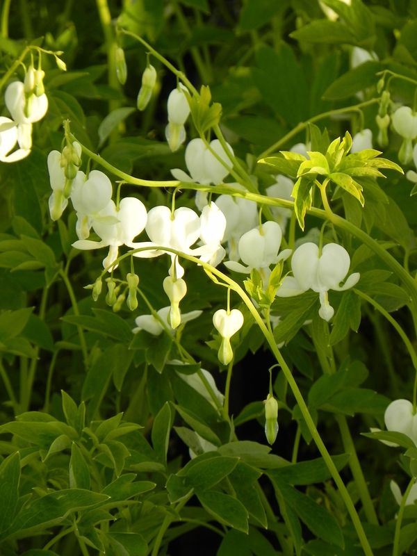 Dicentra spectabilis ‘Alba’