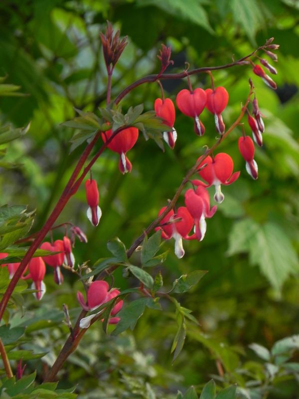 Dicentra spectabilis ‘Valentine®’