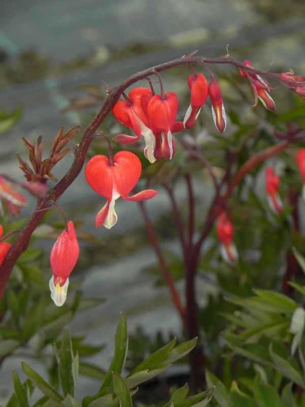 Dicentra spectabilis ‘Valentine®’