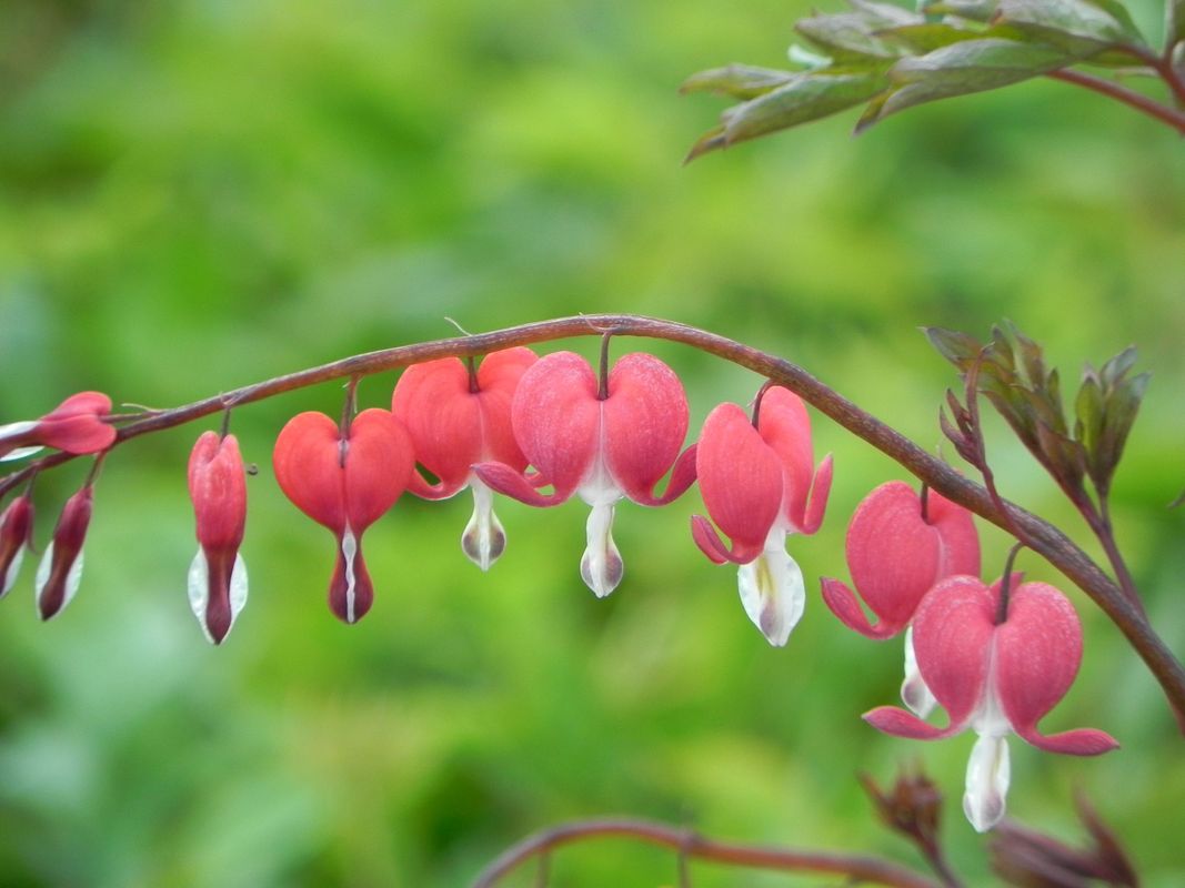 Dicentra spectabilis ‘Valentine®’