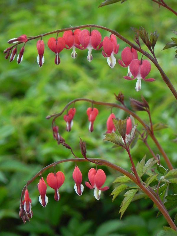 Dicentra spectabilis ‘Valentine®’