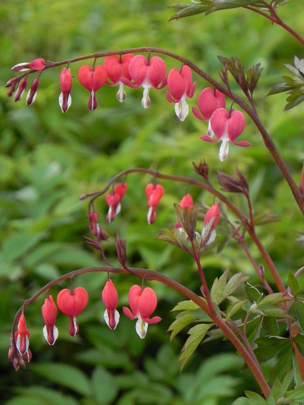 Dicentra spectabilis ‘Valentine®’
