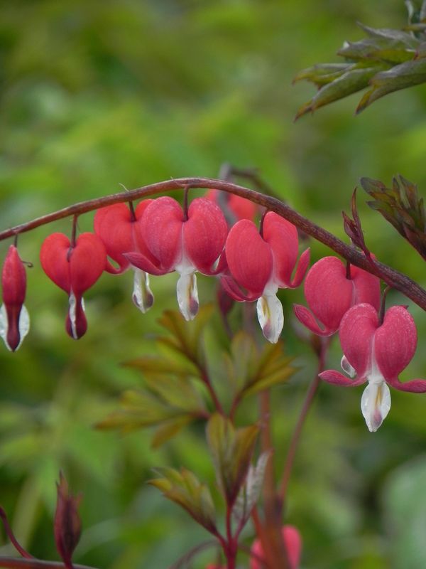 Dicentra spectabilis ‘Valentine®’