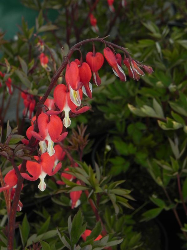 Dicentra spectabilis ‘Valentine®’