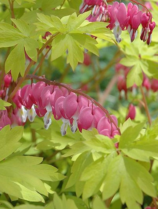 Dicentra spectabilis ‘Gold Heart’