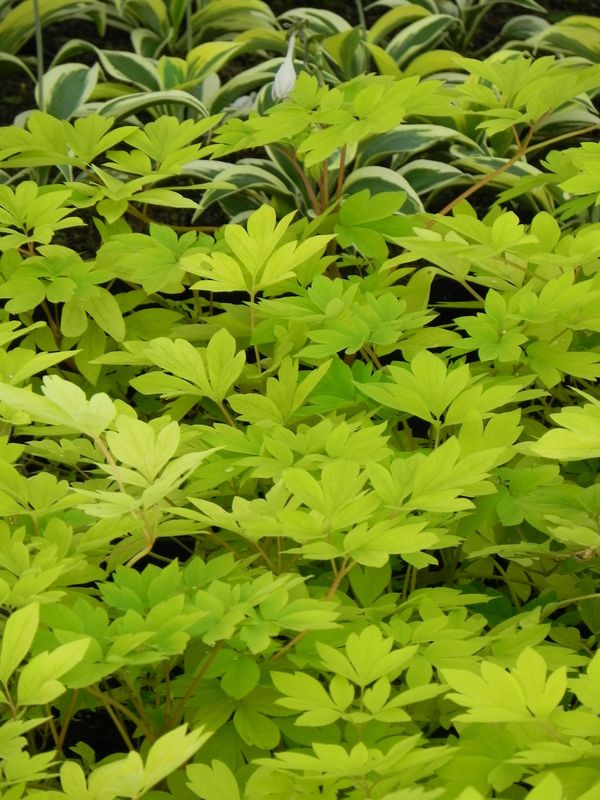 Dicentra spectabilis ‘Gold Heart’