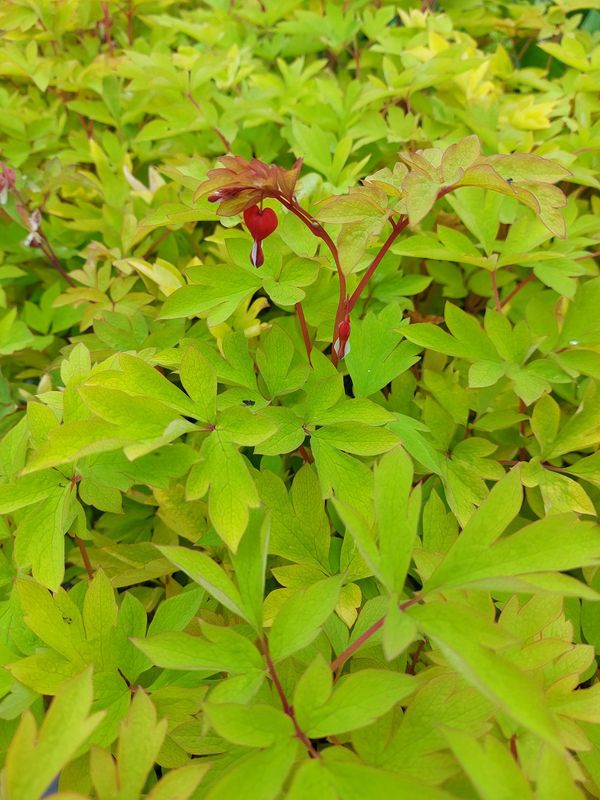 Dicentra spectabilis ‘Ruby Gold’