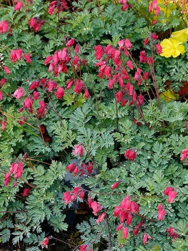 Dicentra x ‘Amore Rose’