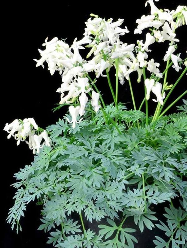 Dicentra x ‘Amore Titanium’