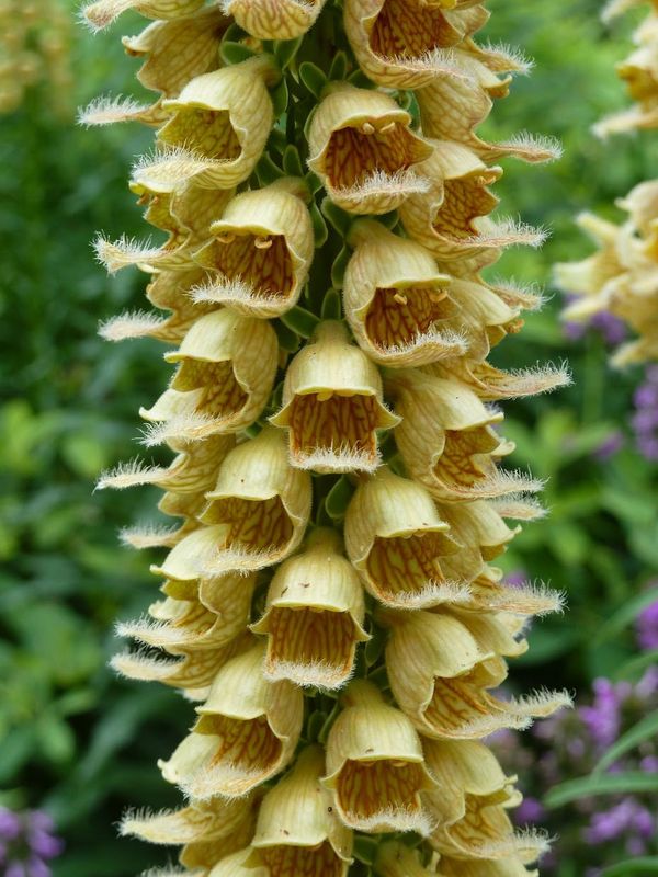 Digitalis ferruginea ‘Gigantea’