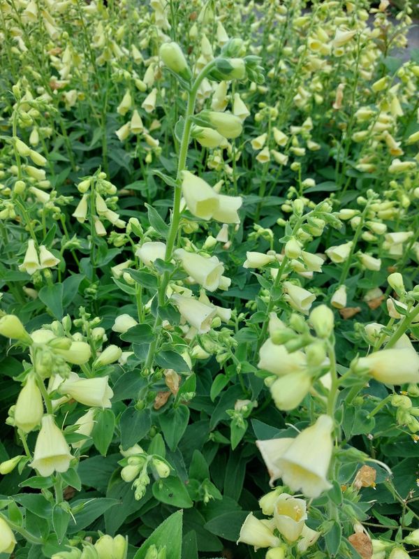 Digitalis grandiflora ‘Dwarf Carillion’