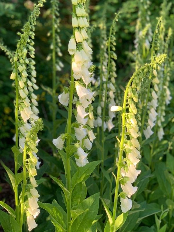 Digitalis lutea