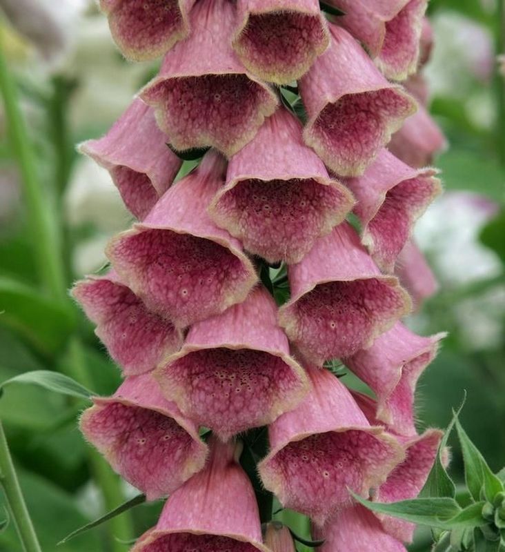 Digitalis mertonensis ‘Summer King’