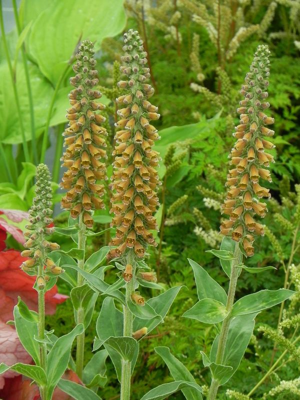 Digitalis parviflora