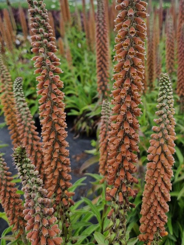 Digitalis parviflora ‘Milk Chocolate’