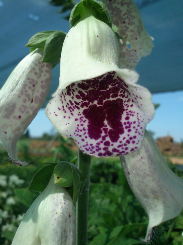 Digitalis purpurea ‘Pam's Choice’