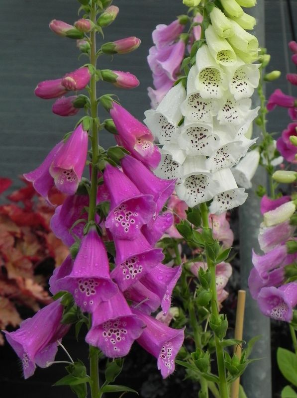 Digitalis purpurea ‘Excelsior Hybrid’