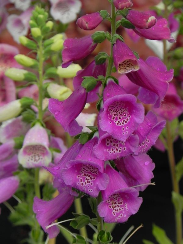 Digitalis purpurea ‘Excelsior Hybrid’