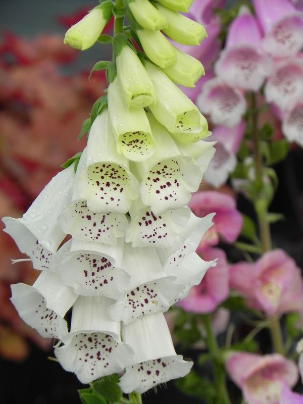 Digitalis purpurea ‘Excelsior Hybrid’