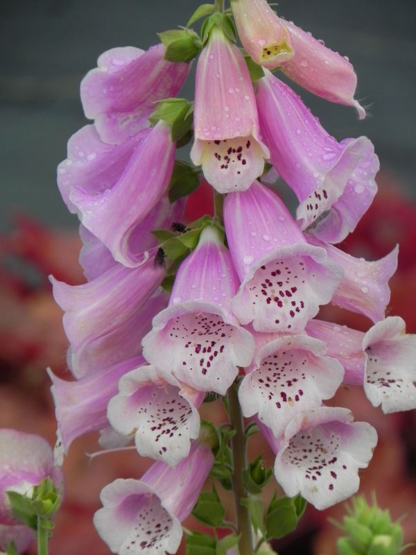 Digitalis purpurea ‘Excelsior Hybrid’