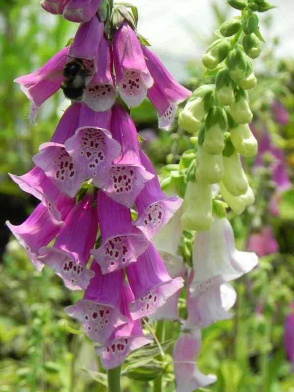 Digitalis purpurea ‘Gloxiniaeflora’