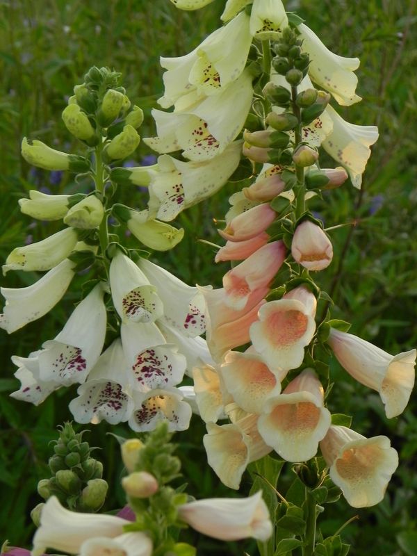 Digitalis purpurea ‘Dalmatian F1 Mix’