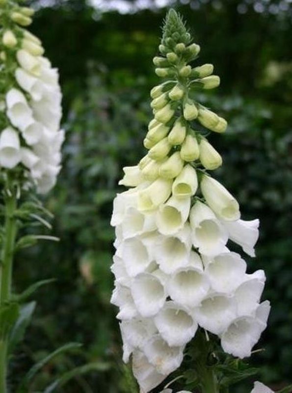 Digitalis purpurea ‘Alba’