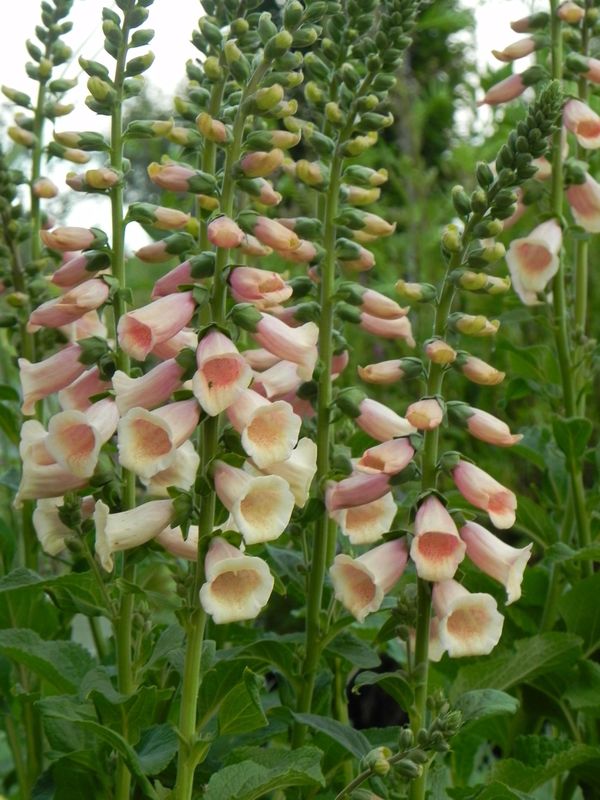 Digitalis purpurea ‘Dalmatian F1 Peach’