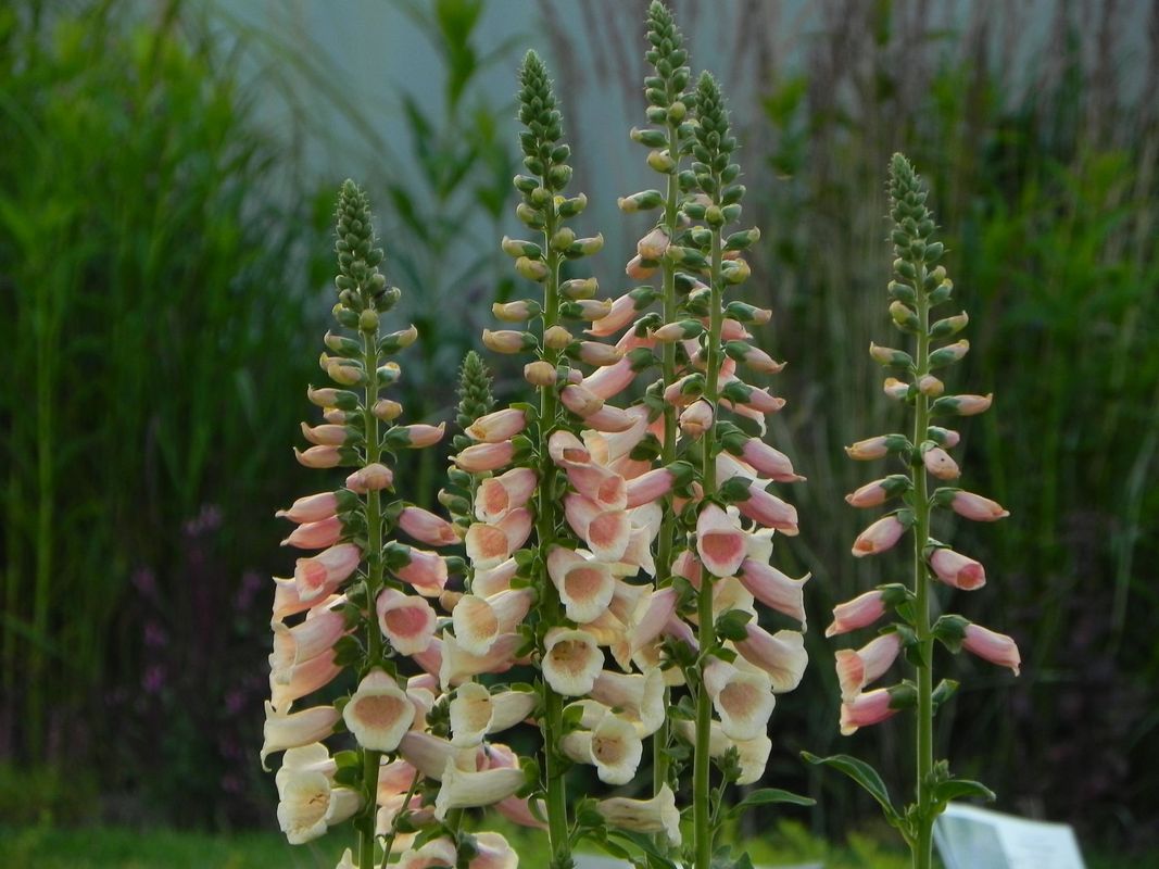 Digitalis purpurea ‘Dalmatian F1 Peach’