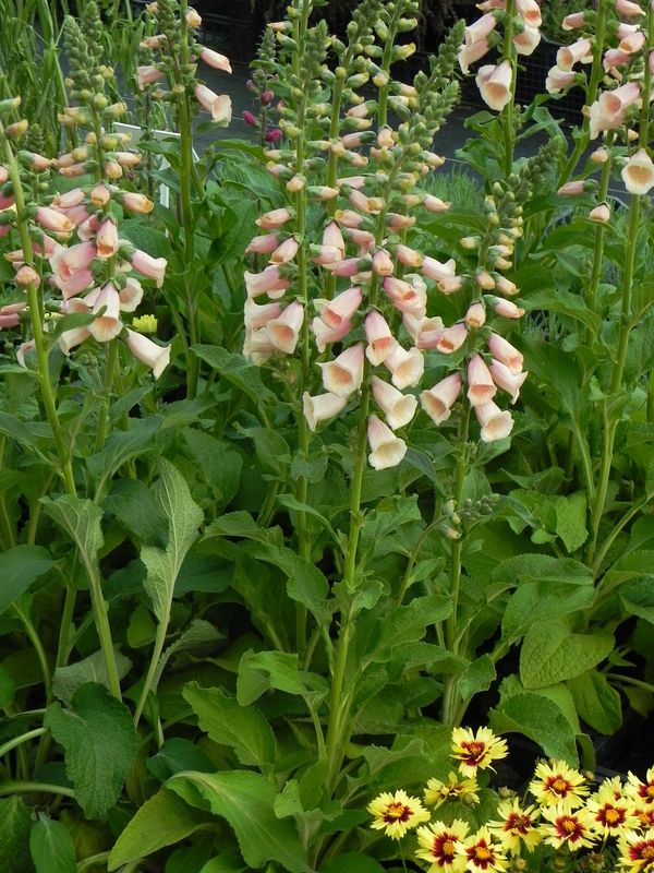 Digitalis purpurea ‘Dalmatian F1 Peach’