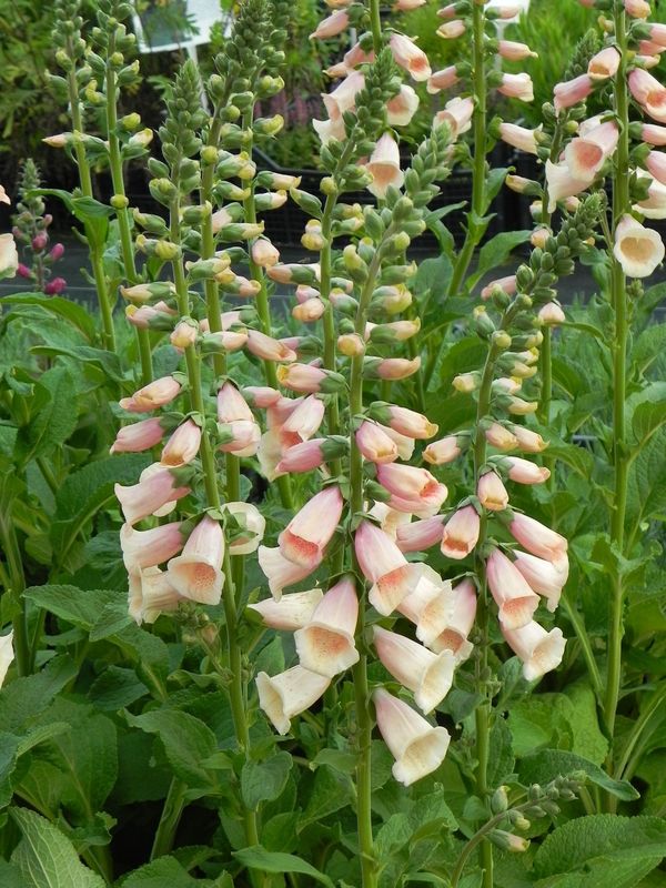Digitalis purpurea ‘Dalmatian F1 Peach’
