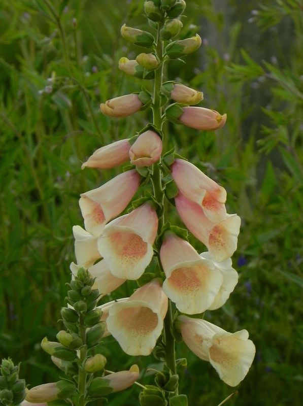 Digitalis purpurea ‘Dalmatian F1 Peach’