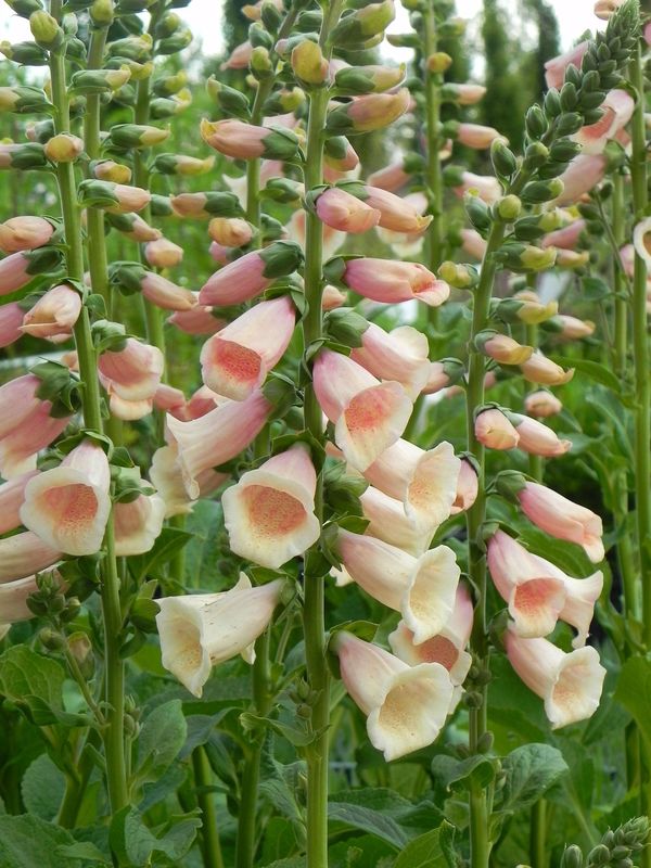 Digitalis purpurea ‘Dalmatian F1 Peach’