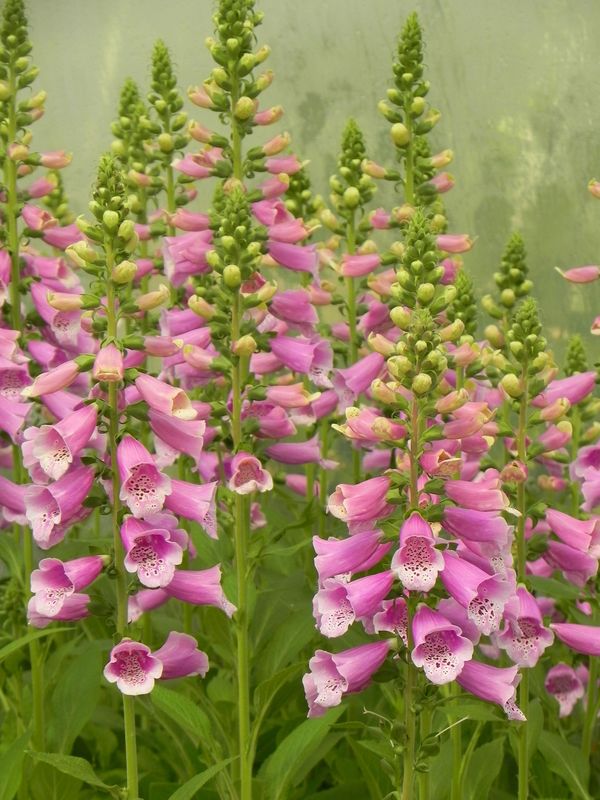 Digitalis purpurea ‘Dalmatian F1 Purple’