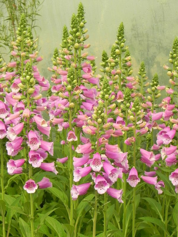 Digitalis purpurea ‘Dalmatian F1 Purple’