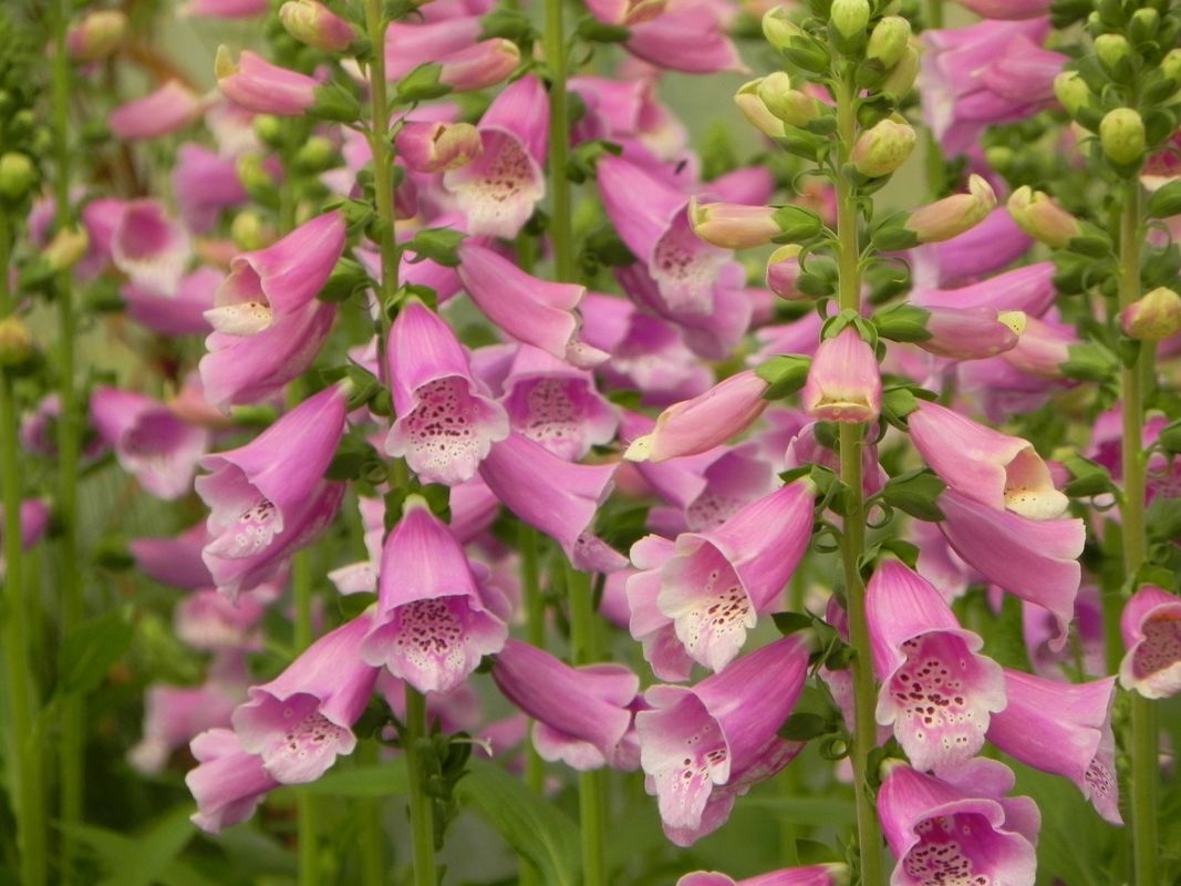 Digitalis purpurea ‘Dalmatian F1 Purple’