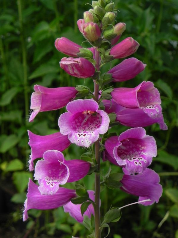 Digitalis purpurea ‘Dalmatian F1 Purple’