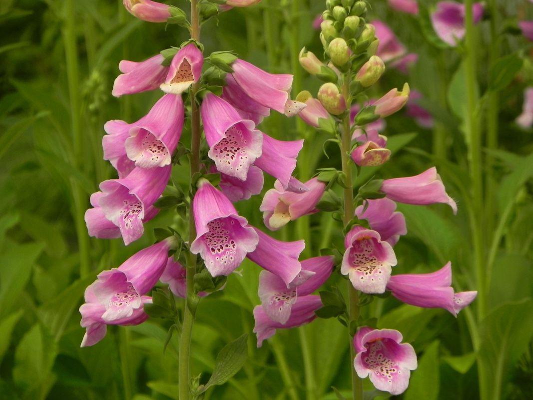 Digitalis purpurea ‘Dalmatian F1 Purple’